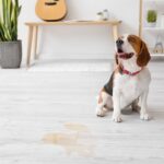 Pet Urine Treatment North Shore